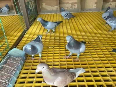 Решетка для скота